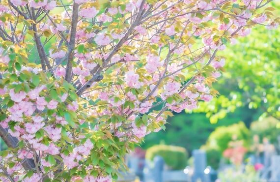 神奈川県|樹木葬の様に桜が綺麗なお墓|永代供養2万円|NPO法人納骨支援の会