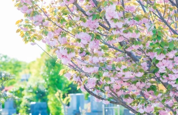 静岡県|樹木葬の様な桜が美しいお墓|永代供養２万円|NPO法人納骨支援の会